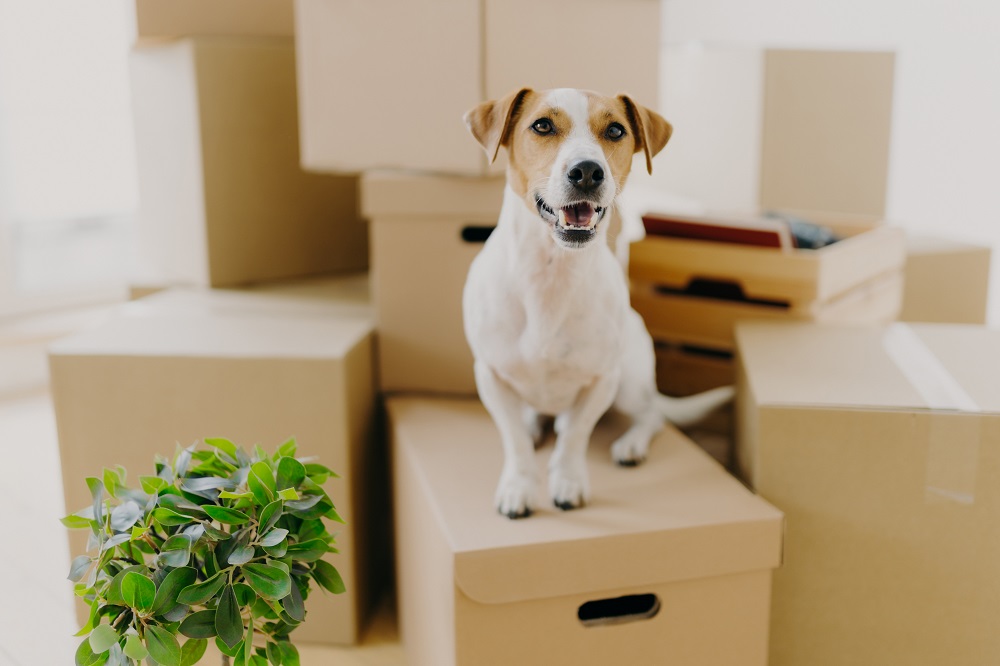 Un chien au milieu des cartons de déménagement