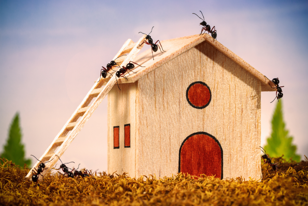 Les fourmis aussi ont leur logement