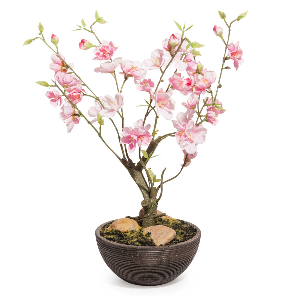 Une plante zen pour décorer son bureau