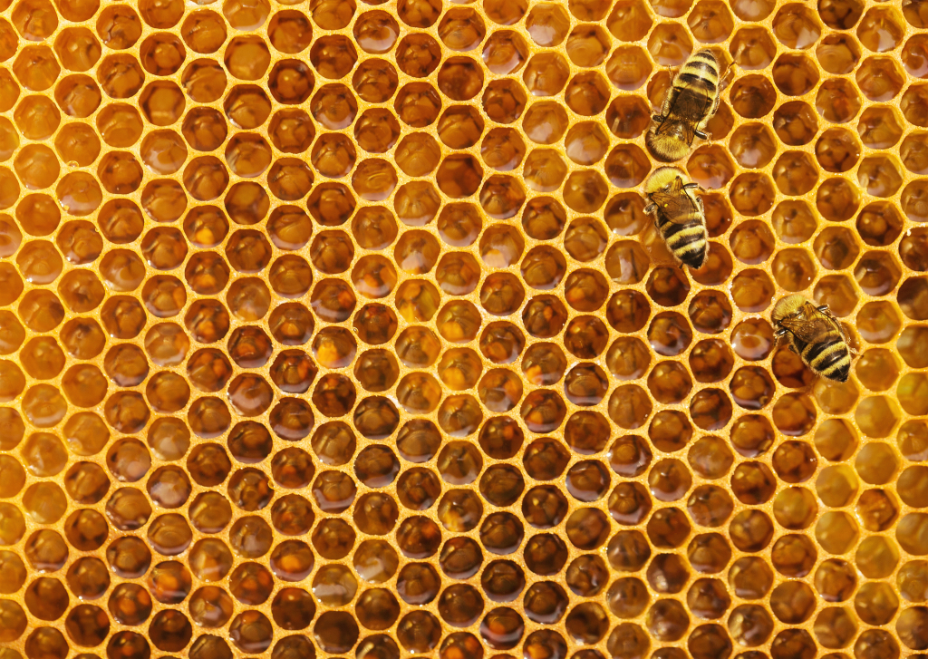 Abeilles dans une ruche artificielle - logements des animaux