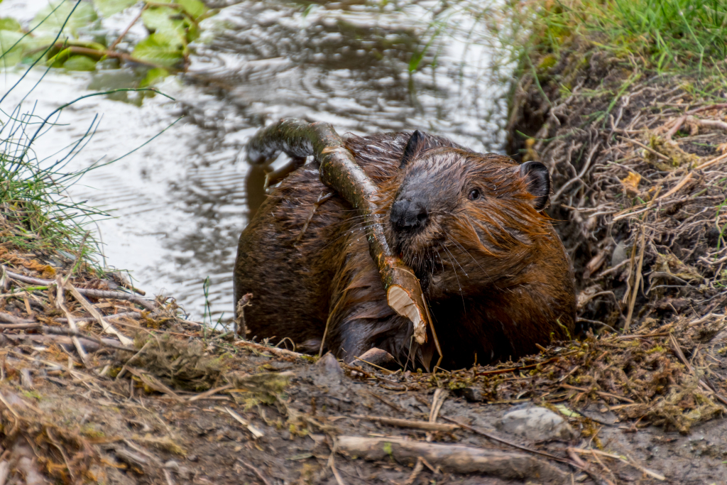 Un castor nord-américain qui ramène du bois pour un barrage - logements des animaux