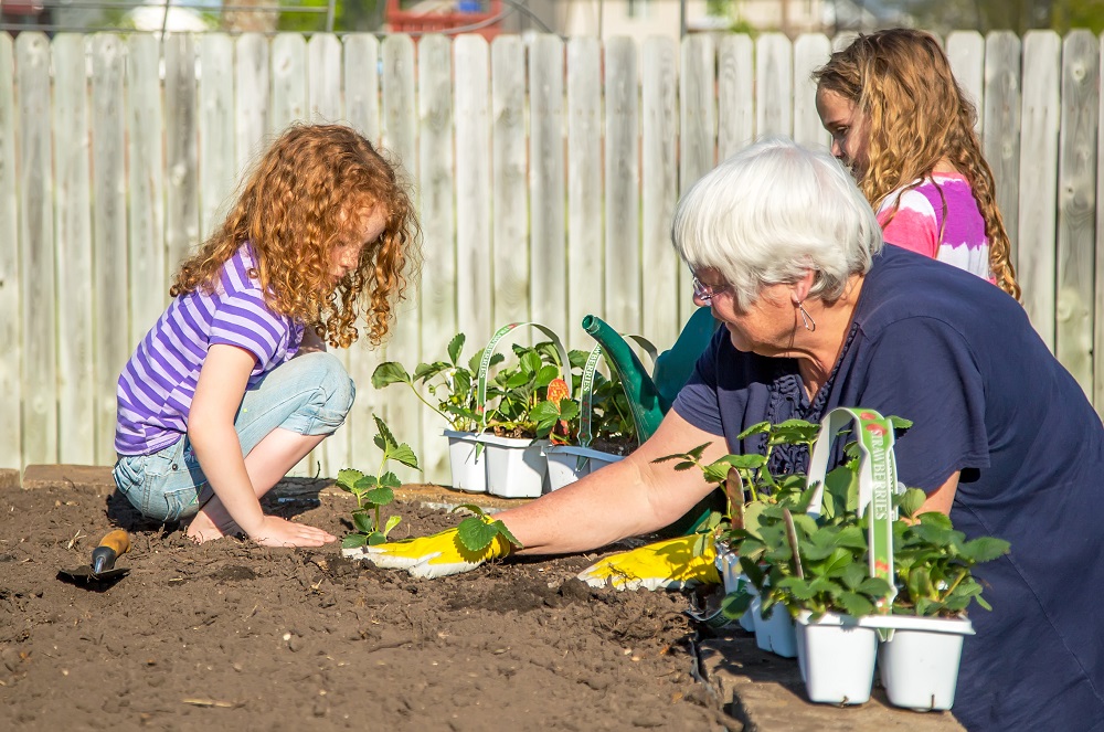 Une grand-mère plante des fraisiers dans son jardin avec ses petites-filles.