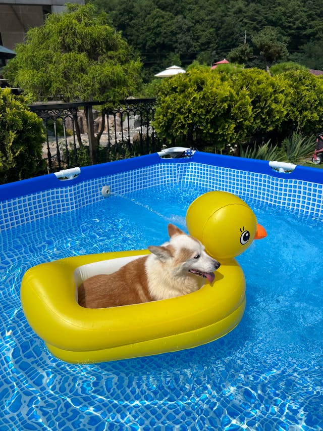 Une piscine hors sol avec une bouée gonflable dans laquelle un chien est assis. 